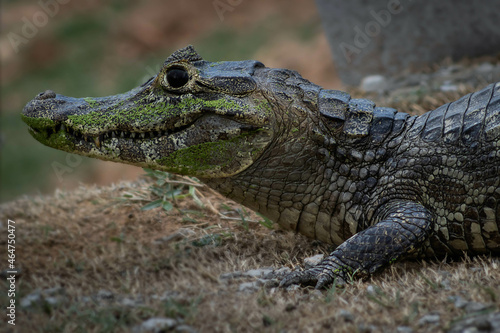 alligator out of the water looking for prey