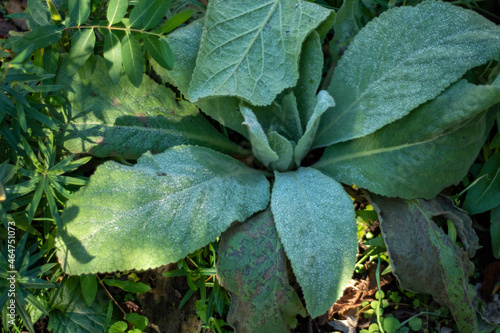 Dew Covered Plant