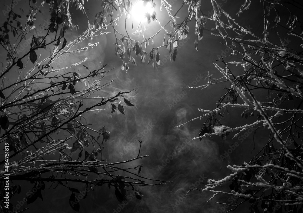 Forest in the night with branches and snow. Setting made in studio. Black and white Forest in the night with branches and snow. Setting made in studio. Black and white