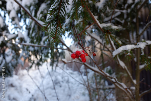 red mountain ash covered with the first snow in the forest.