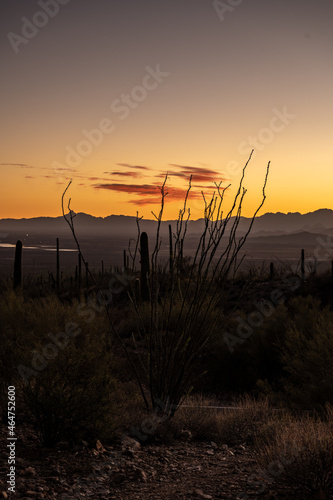 Pink Cloud Holds The Last Light Over An Ocatillo Cactus photo