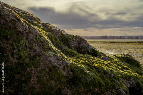 rock in seascape with moss