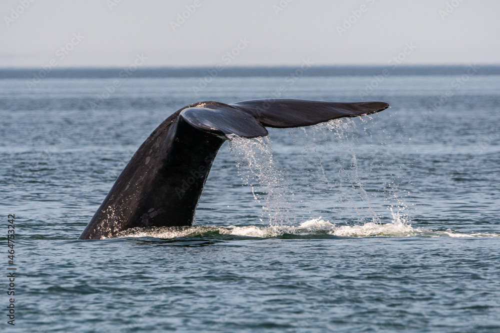 Fototapeta premium whale in the sea
