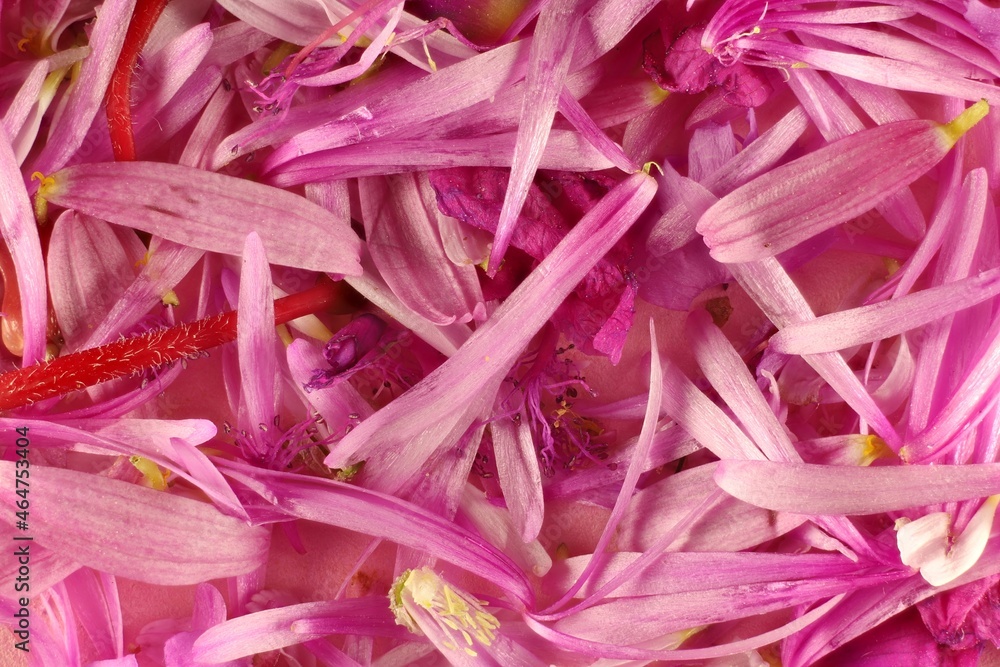 Macro background composed of pink flower petals