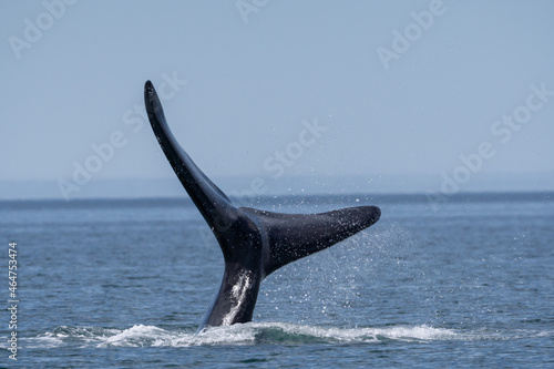 whale tail in the sea