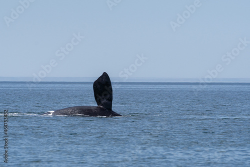 whale in the sea