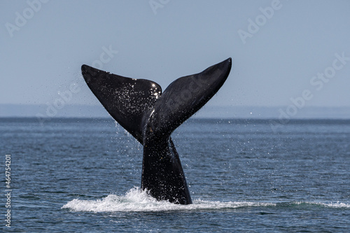 whale tail