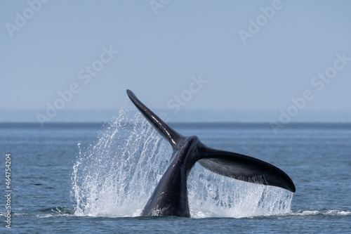 whale tail