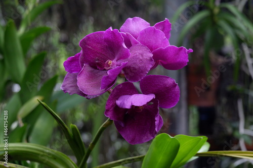 defocused closeup image of the beautiful phalaenopsis orchid flower in the garden with isolated natural blur bokeh background, out of focus