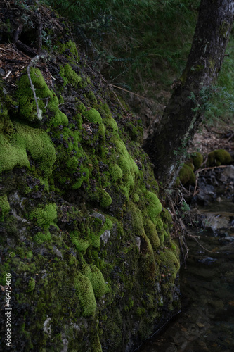 Green moss growing on the rocks. The fresh water stream flowing across the shady forest. 