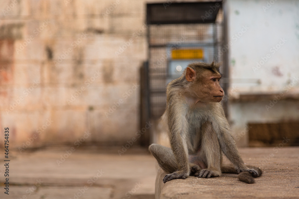 インド　ハンピの建造物群の一つヴィルパークシャ寺院にいる野生の猿
