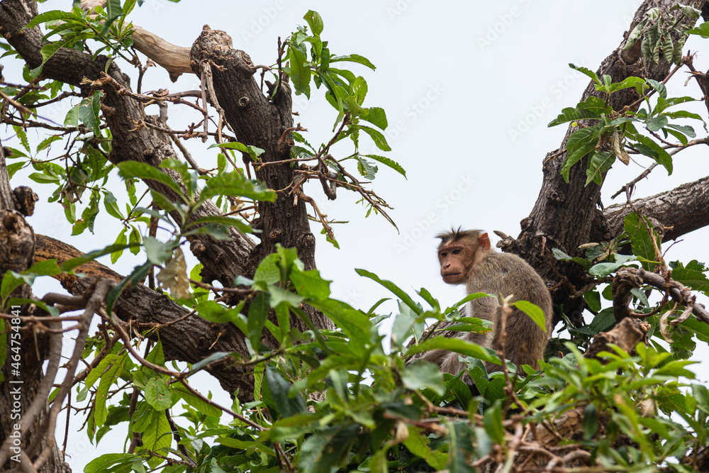 インド　ハンピの木の上にいる野生の猿