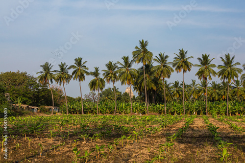 インド　ハンピの村の畑 © pespiero