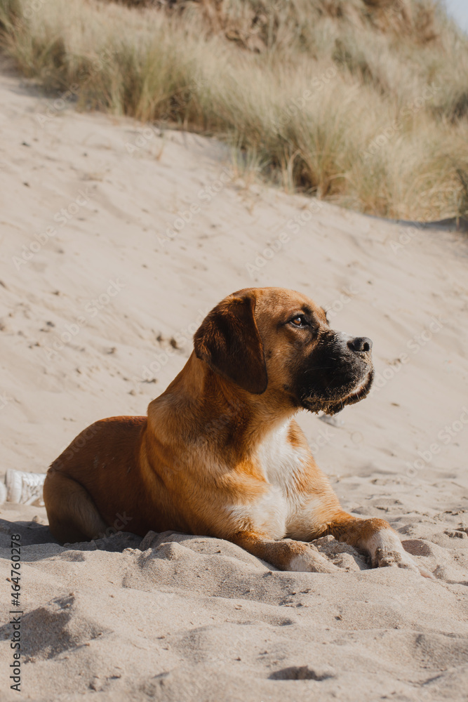 Perro de raza bóxer y color marrón posando en la playa sobre la arena de manera calmada mientras el sol le refleja en el rostro. 