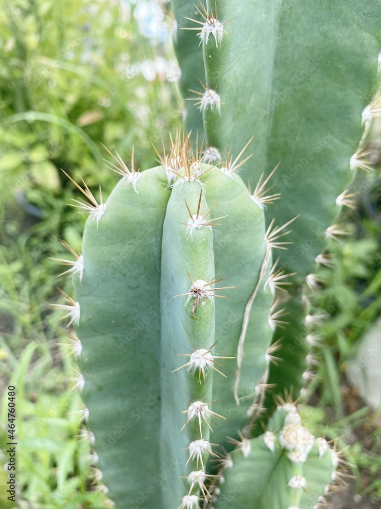 fresh green cactus tree in nature garden fresh green cactus tree in nature garden