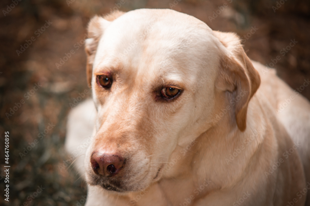 PERRO LABADOR DORADO 