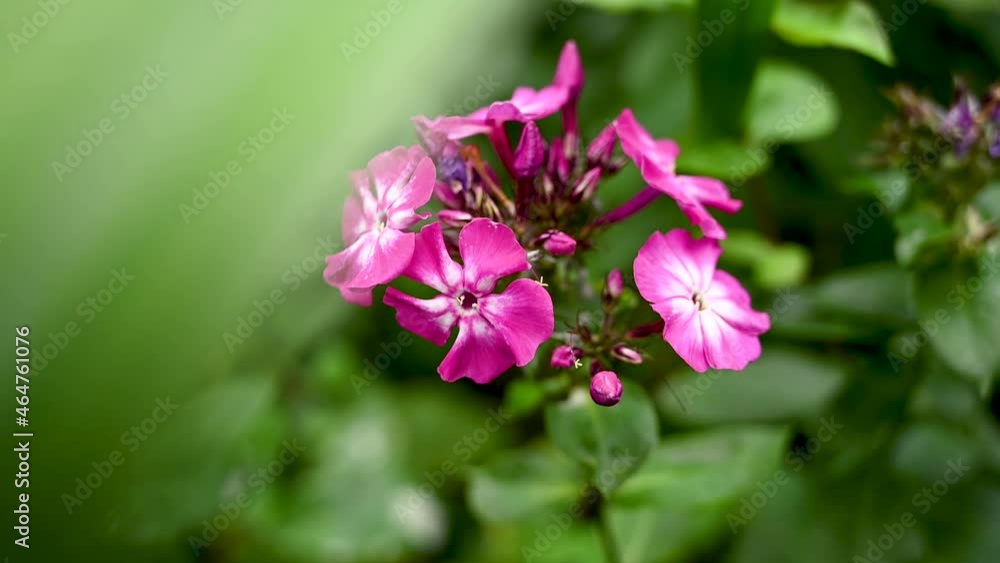 Pink phlox flowers growing in a flower bed. Video static camera, movement in the wind. High quality 4k footage Pink phlox flowers growing in a flower bed. Video static camera, movement in the wind. High quality 4k footage