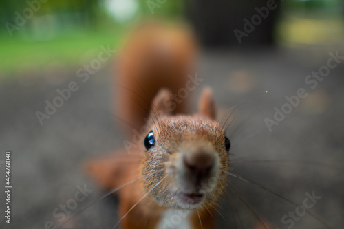 Portrait of an adorable squirrel in a park in the daylight with a blurry background
