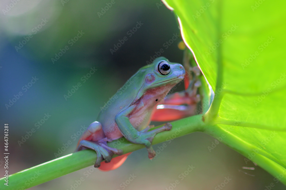 Fototapeta premium tree frog, dumpy frog, green tree frog on leaves and flowers