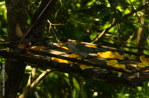 A bird feeding freely in the wild on a platform set up among the trees. The bird feeds on fruits such as oranges and mangoes.