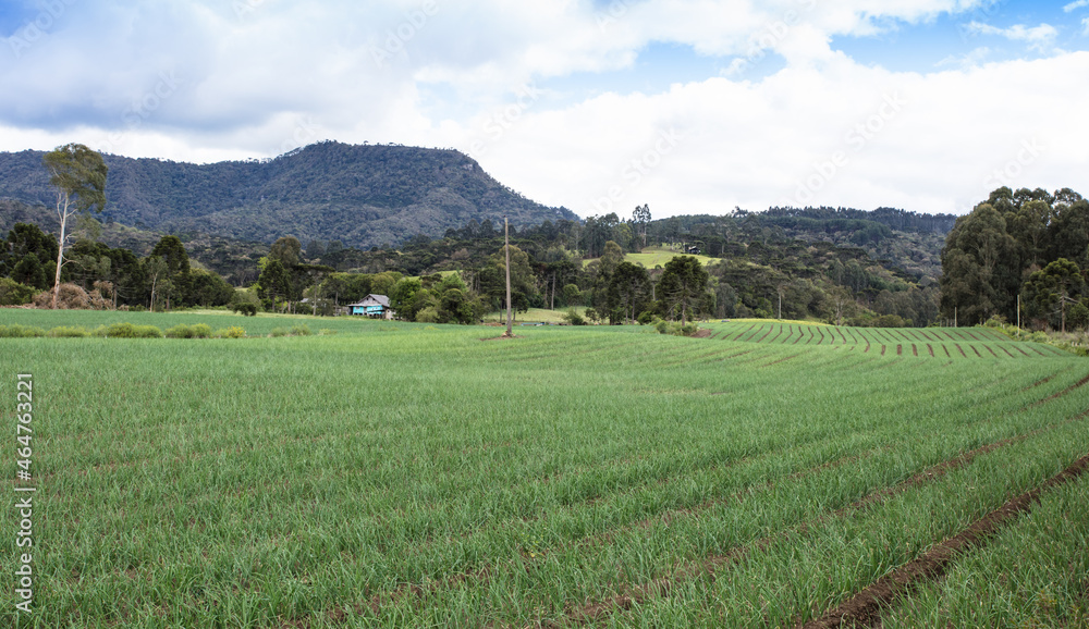 Rural area in Santa Catarina, Brazil, with onion plantations.