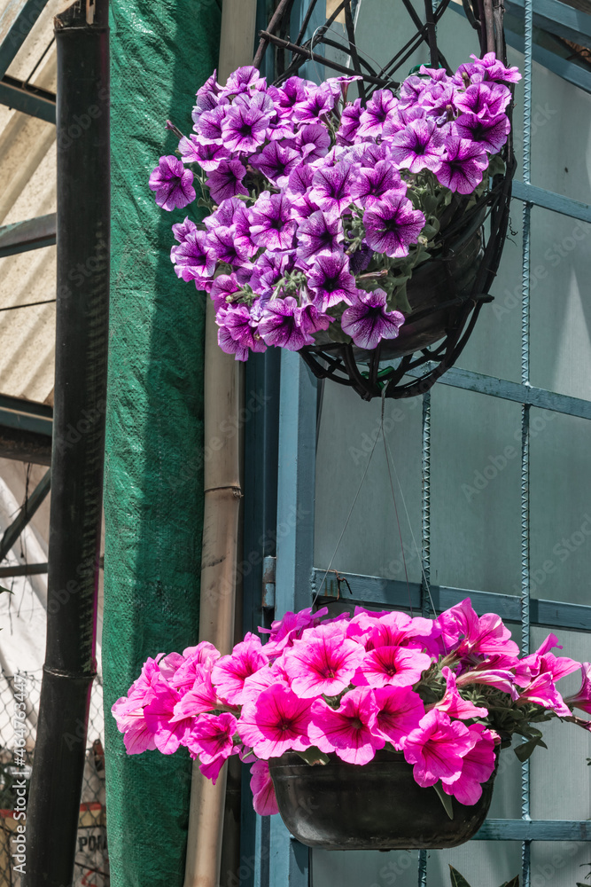 Beautiful petunias in pots close up Beautiful petunias in pots close up