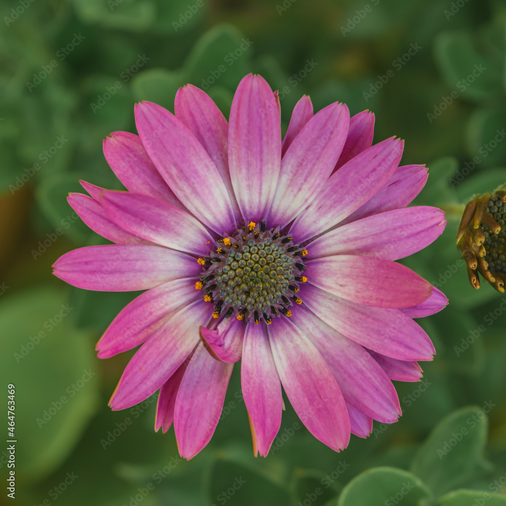 Fototapeta premium Beautiful purple daisy flower close up