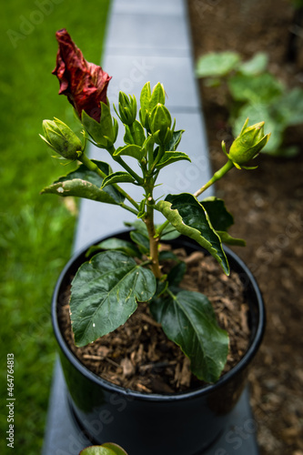 plant in a pot