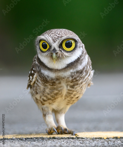 Cute bird with big eyes , Spotted owlet photo