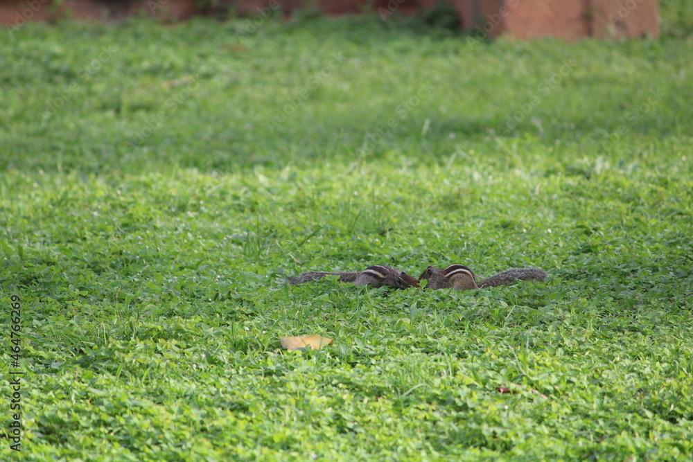 Wildlife Wildlife