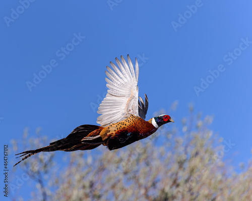 A ring-necked pheasant (Phasianus colchicus) takes flight against a blue, autumn sky. photo