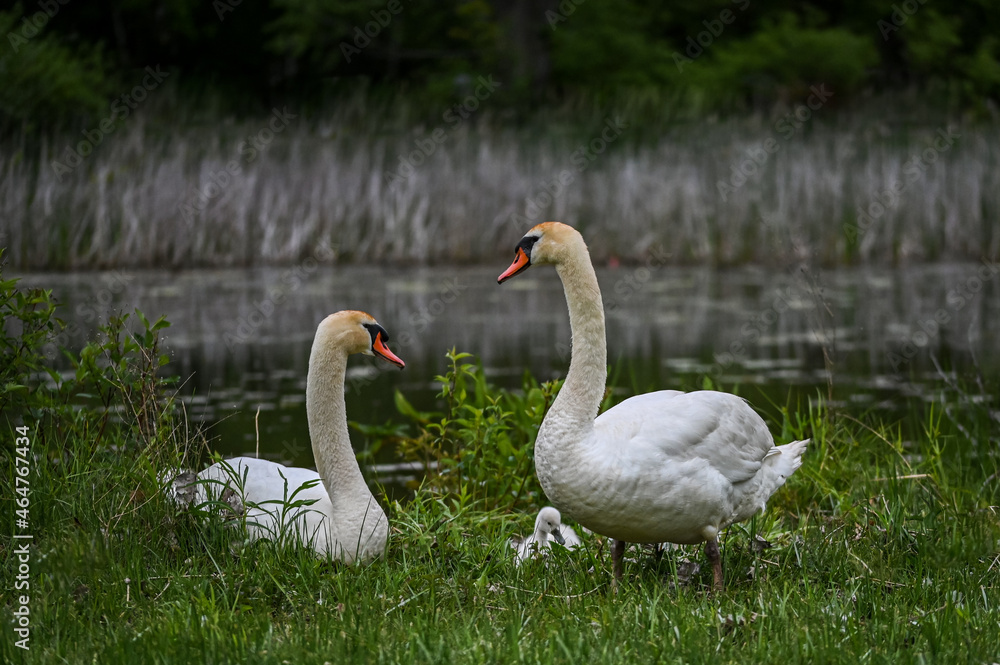 Swan family resting by the lake. Swan family resting by the lake.