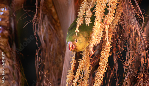 Periquito-de-encontro-amarelo ou periquito-estrela. Brotogeris chiriri ). Um periquito de cor verde e amarela em uma árvore com o corpo inclinado para baixo olhando para a câmera. photo