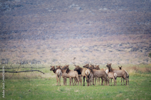 Single antlered Elk Stag and his herd