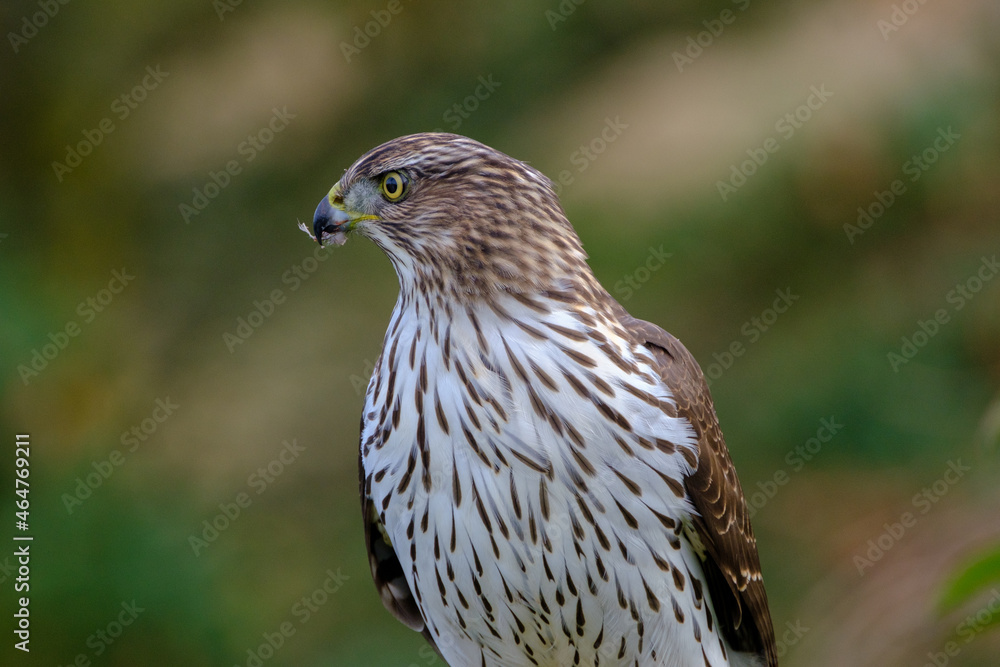 Hawk feeding on mourning dove prey. Cooper’s hawk juvenile. Hawk feeding on mourning dove prey. Cooper’s hawk juvenile.