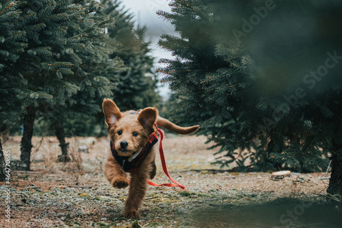 Goldendoodle Running Through Trees