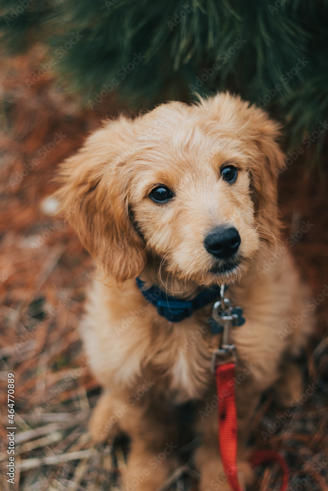 Obraz premium Goldendoodle