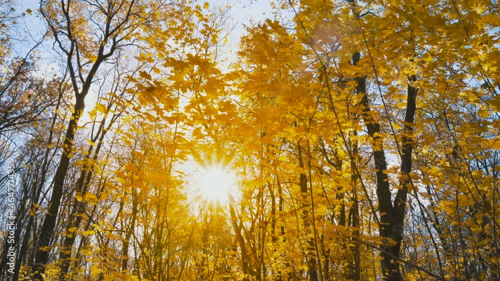 Slider shot - sunlight sunbeams through woods in the autumn forest landscape. Beautiful sun rays illuminating a beech forest in vivid shades of autumn gold. Camera moving right Slider shot - sunlight sunbeams through woods in the autumn forest landscape. Beautiful sun rays illuminating a beech forest in vivid shades of autumn gold. Camera moving right