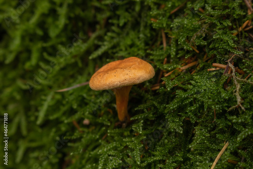 mushroom in the forest in front of moss