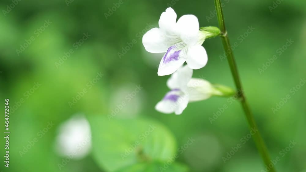 Giant honey bee seeking nectar on white Chinese violet or coromandel or creeping foxglove ( Asystasia gangetica ) blossom in field with natural green background Giant honey bee seeking nectar on white Chinese violet or coromandel or creeping foxglove ( Asystasia gangetica ) blossom in field with natural green background