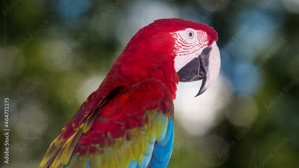 red and blue macaw closeup
