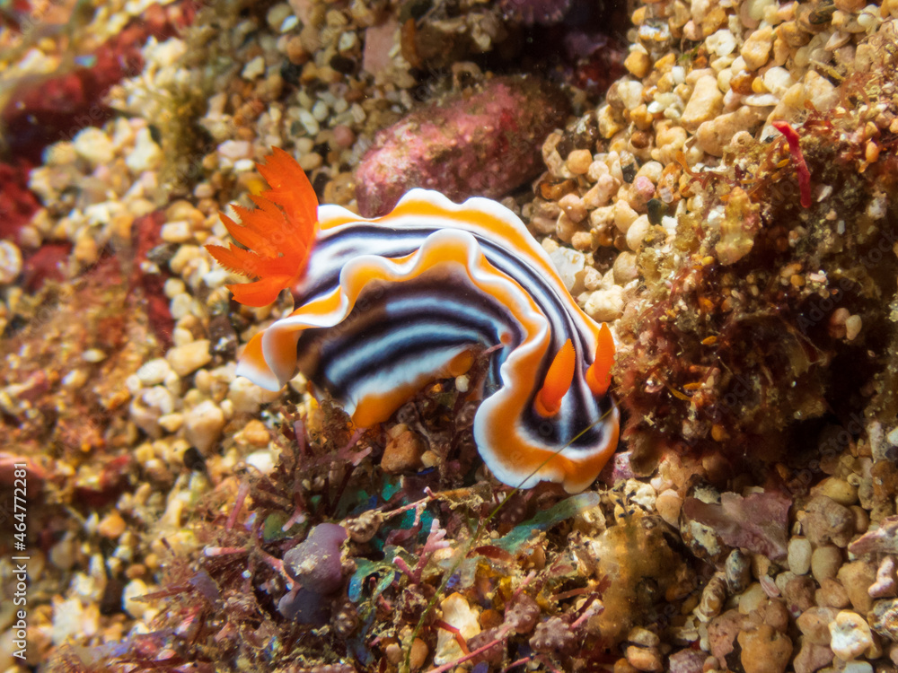 Bright yellow and orange Magnificent Chromodoris nudibranch (Chromodoris Magnifica) near Puerto Galera, Oriental Mindoro, Philippines. Underwater photography and marine life. Bright yellow and orange Magnificent Chromodoris nudibranch (Chromodoris Magnifica) near Puerto Galera, Oriental Mindoro, Philippines. Underwater photography and marine life.
