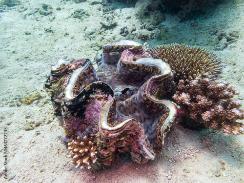Giant clams (Tridacna gigas) are the largest living bivalve mollusks on a tropical coral reef near Puerto Galera, Oriental Mindoro, Philippines.  Underwater photography and marine life.