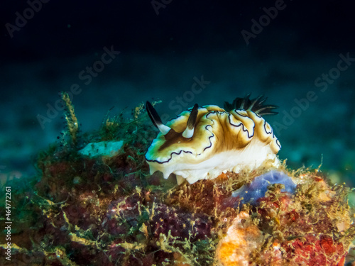 Dark Margin Glossodoris nudibranch or seaslug(Doriprismatica atromarginata) near Puerto Galera, Oriental Mindoro, Philippines.  Underwater photography and sealife. photo