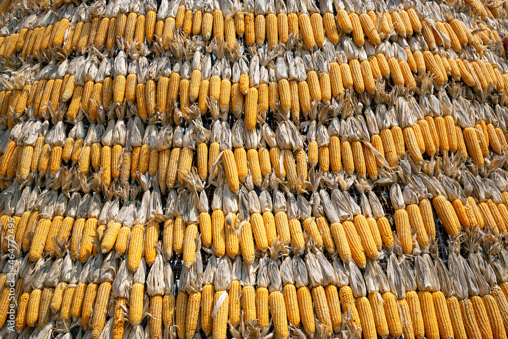 background decorated with pods of corn.