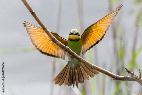 Rainbow Bee-eater (Merops ornatus) Landing With It's Wings Spread

 photo