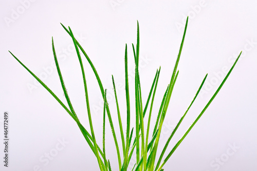leaves of spring onion on a white background.