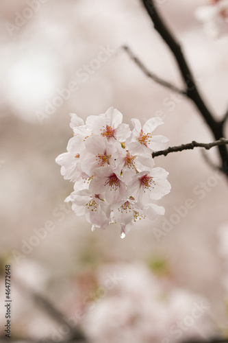 cherry tree blossom rainy day