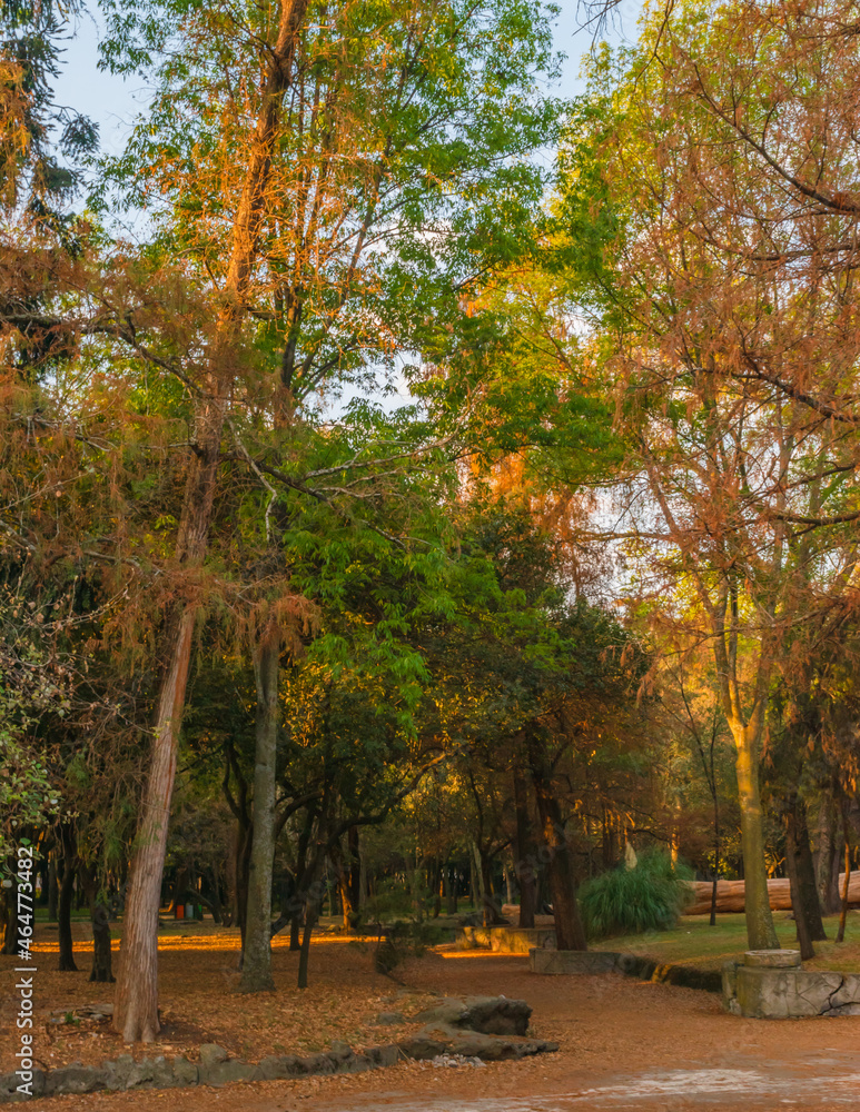 Naklejka premium Beautiful trees in a park natural landscape background