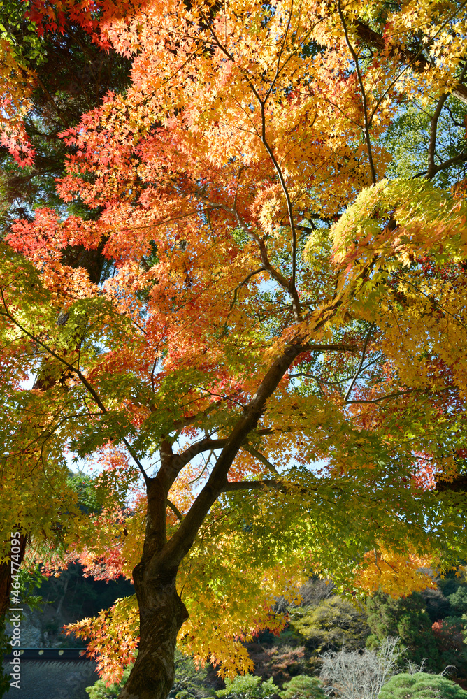 Fototapeta premium 紅葉の森